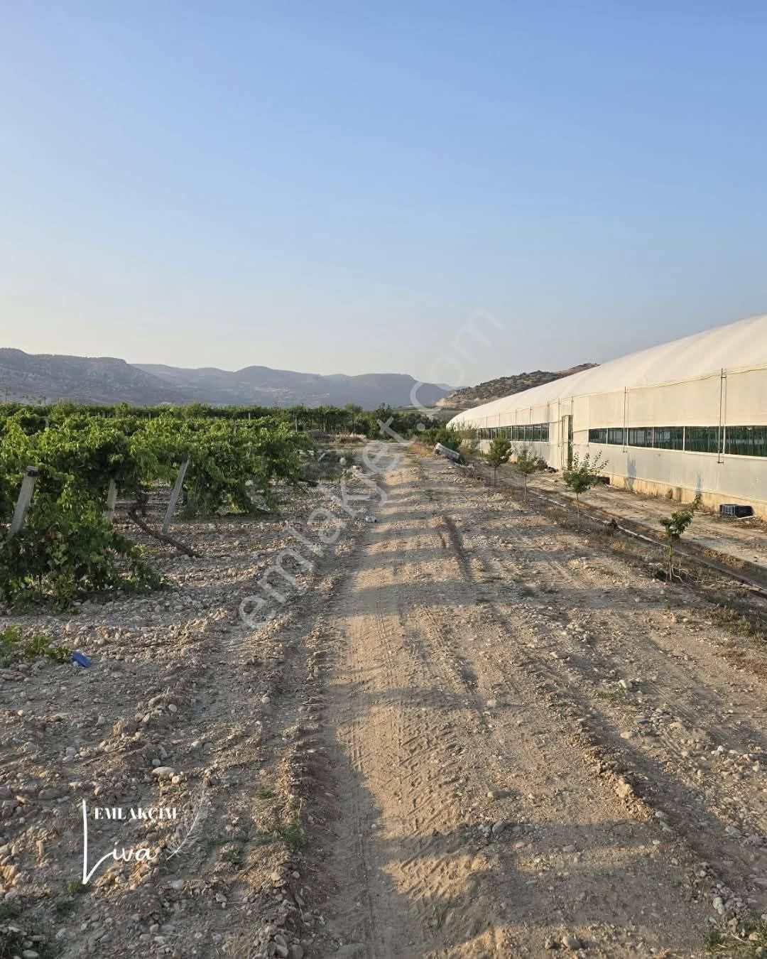 Denizli Buldan Yenice De 2600 M2 Zeytin Ve Üzüm Bağımız Satılıktır
