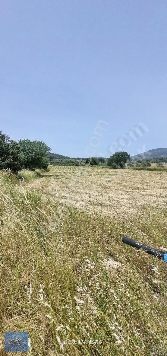 Kuzyaka Otel Yanı Elektrikvesuvar 5.780m2 Tarla - Görsel 2