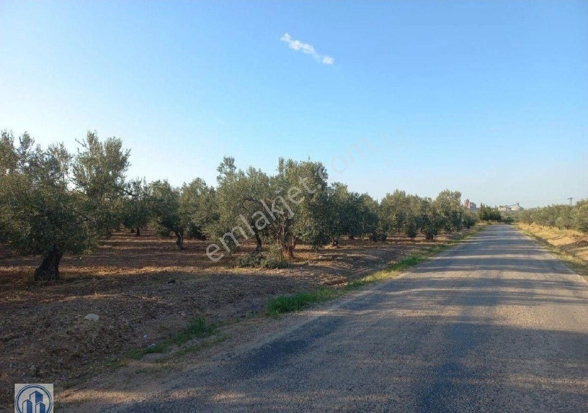 Geyikli Mecidiyeköy'de Ana Yol Üzeri Bakımlı 18.300m2. Zeytinlik
