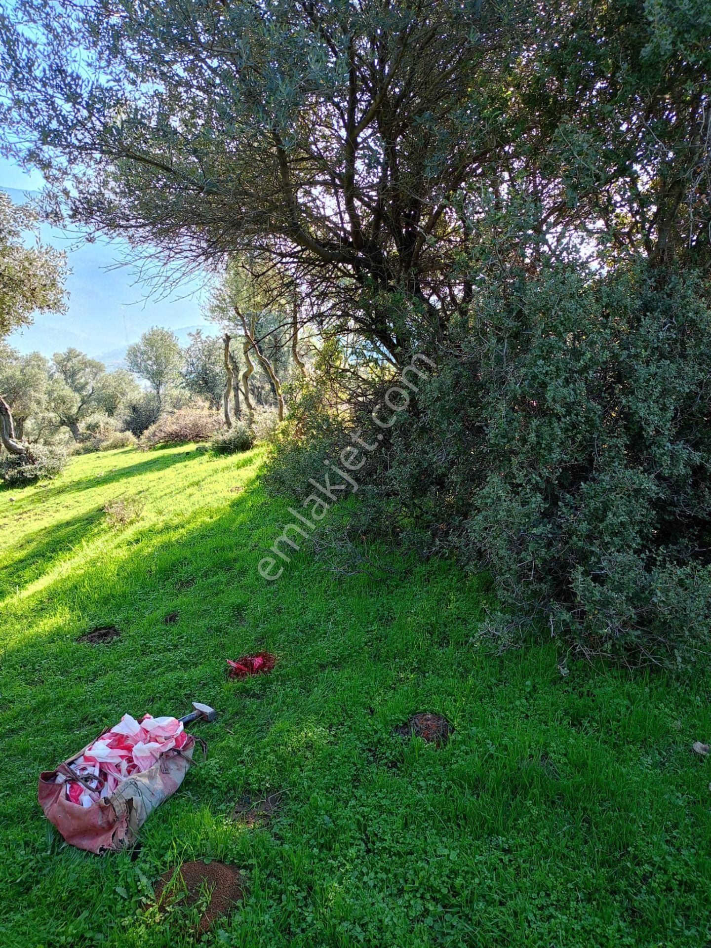 İzmir Bayındırda Satılık Zeytinlik - Görsel 2
