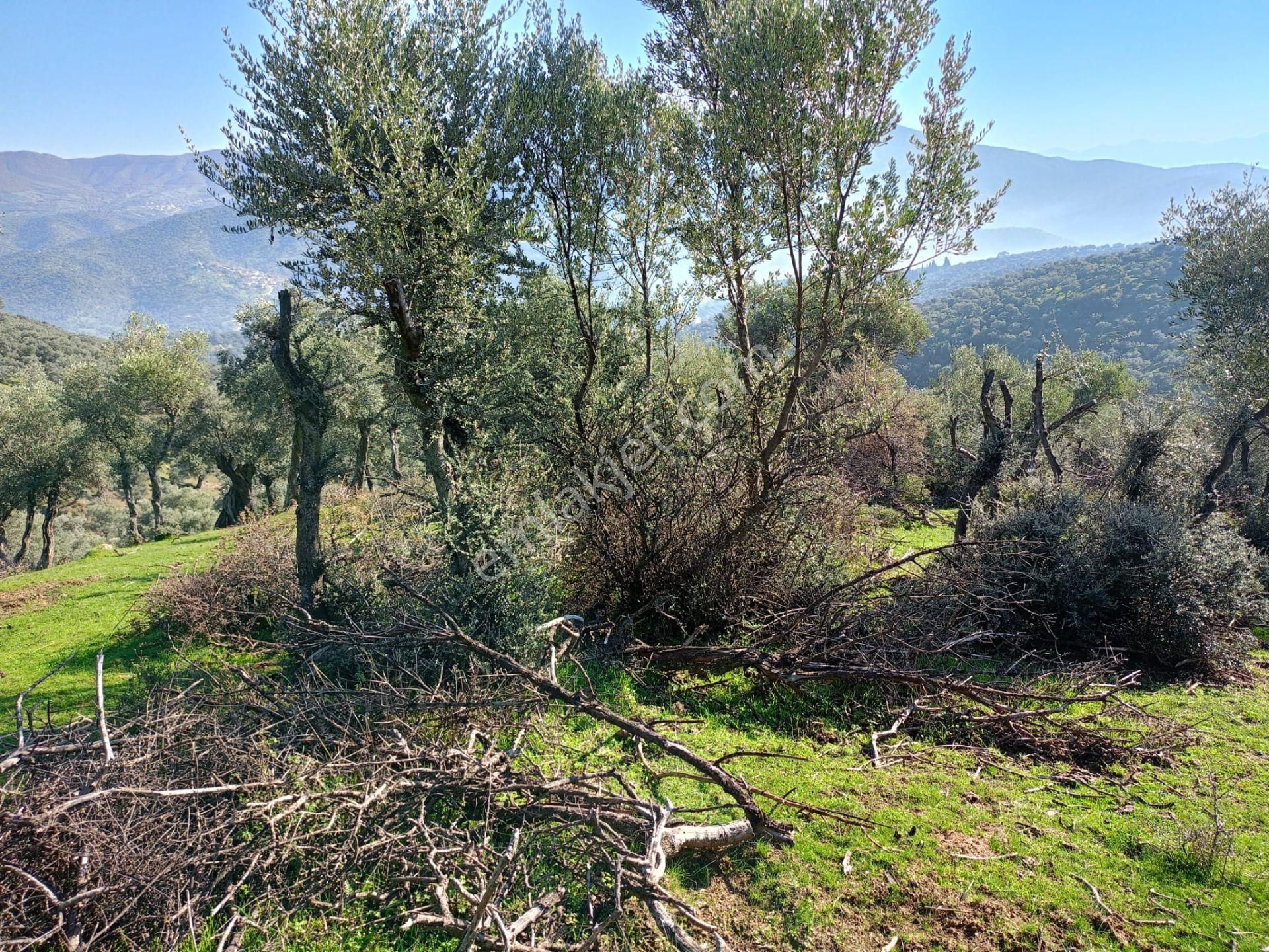 İzmir Bayındırda Satılık Zeytinlik - Görsel 8