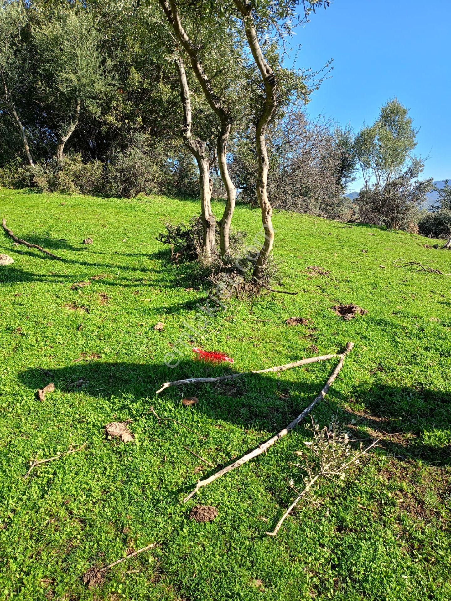 İzmir Bayındırda Satılık Zeytinlik - Görsel 11
