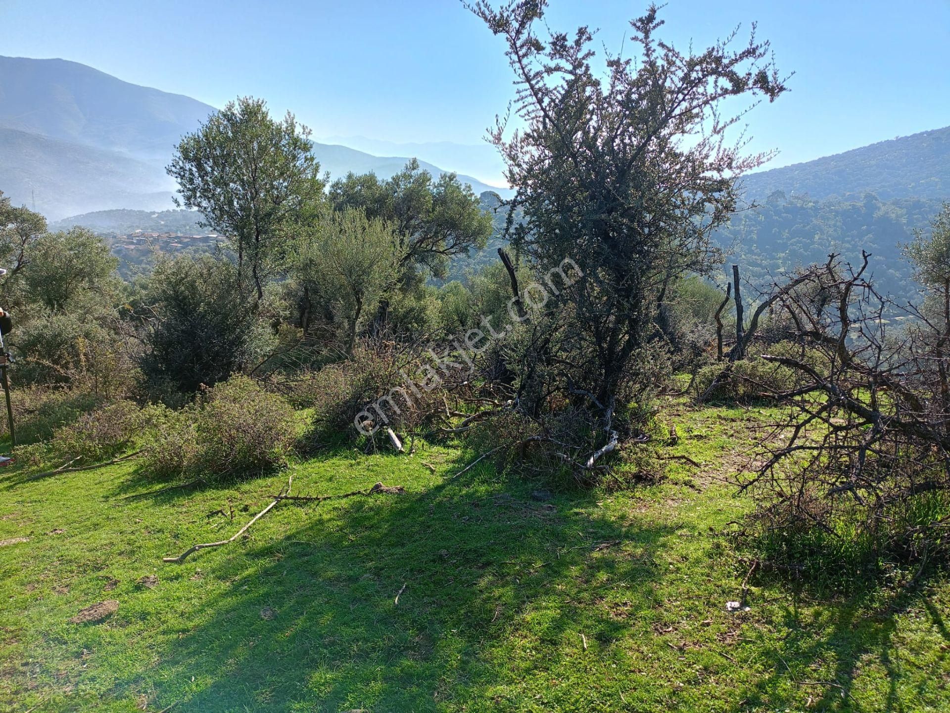 İzmir Bayındırda Satılık Zeytinlik - Görsel 3