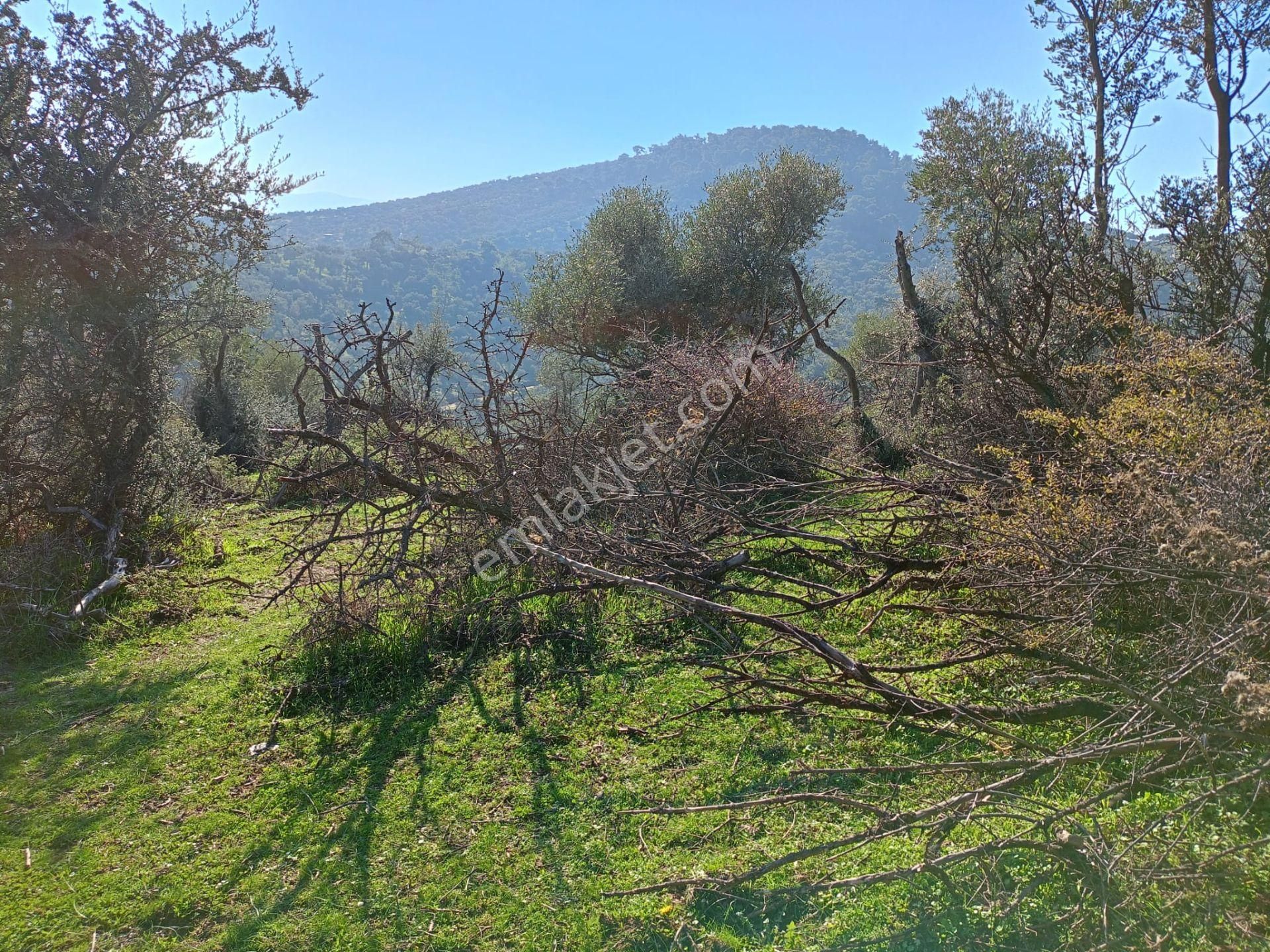İzmir Bayındırda Satılık Zeytinlik - Görsel 7