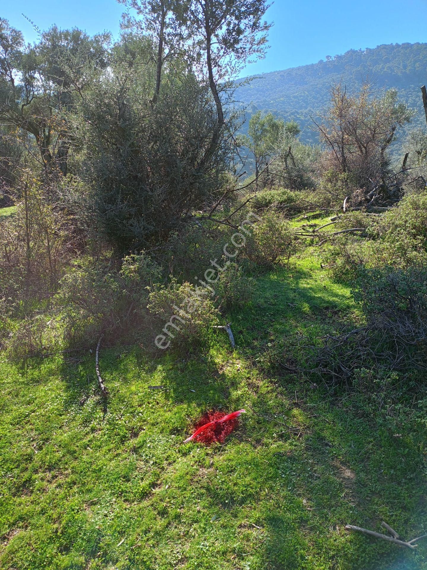 İzmir Bayındırda Satılık Zeytinlik - Görsel 5