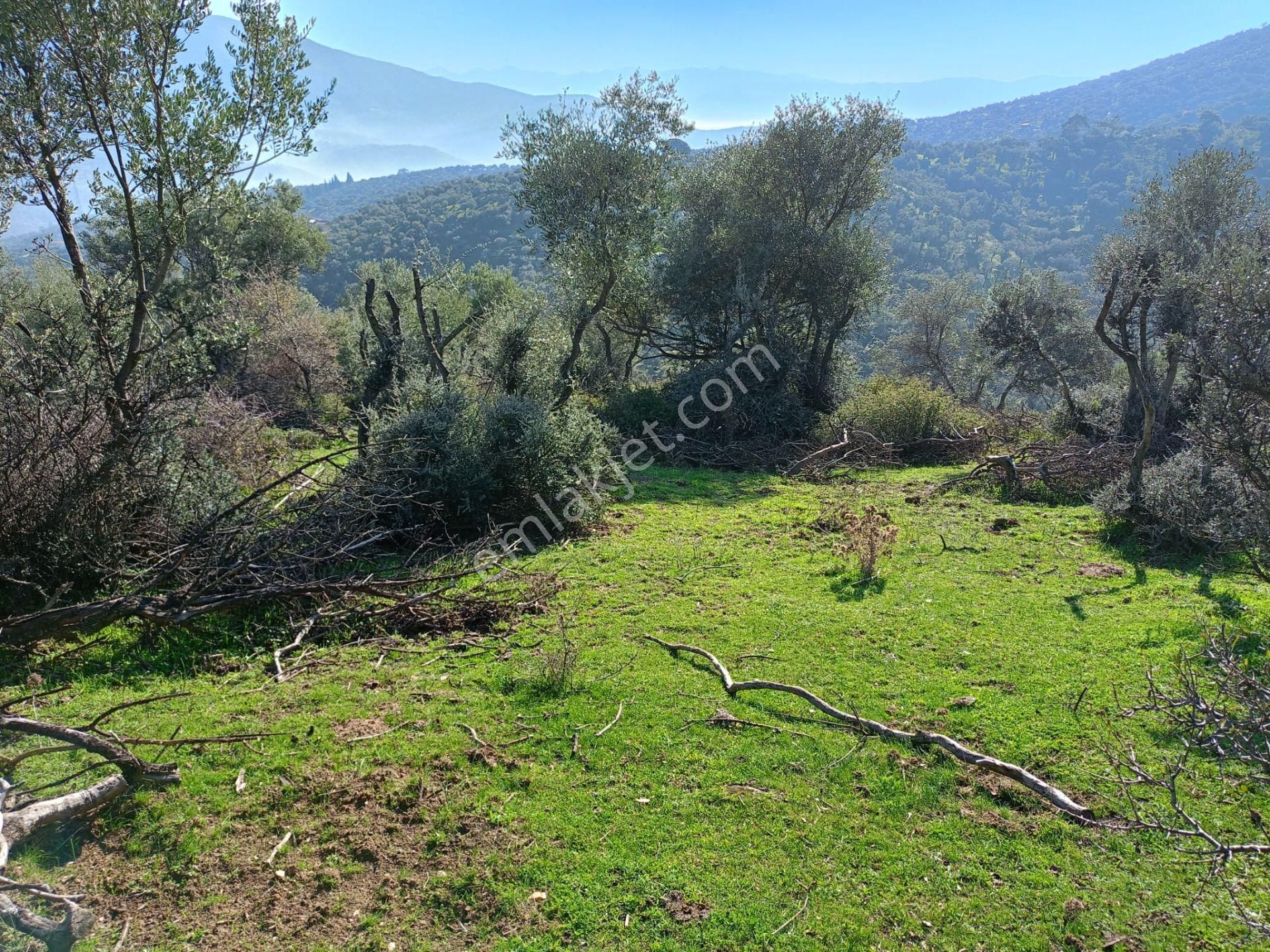 İzmir Bayındırda Satılık Zeytinlik - Görsel 4