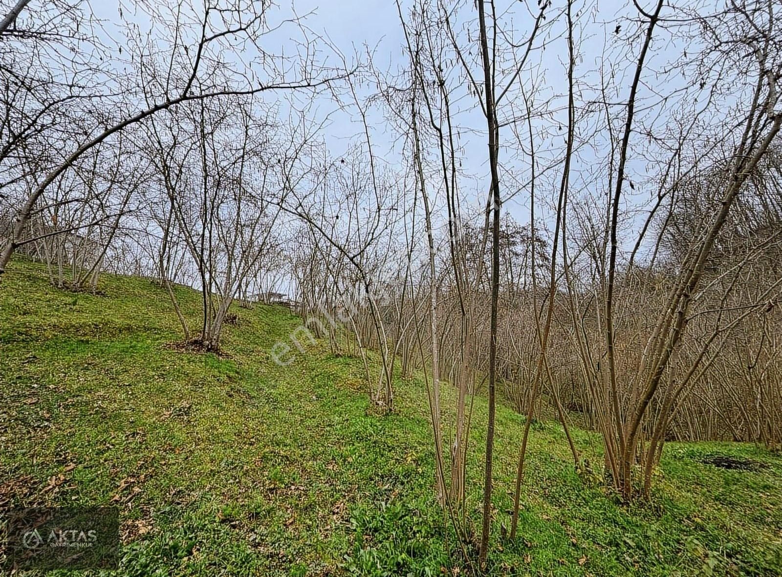 Sakarya Erenler Ekinlide 1250m2 Arsa İçinde 110m2 Ev