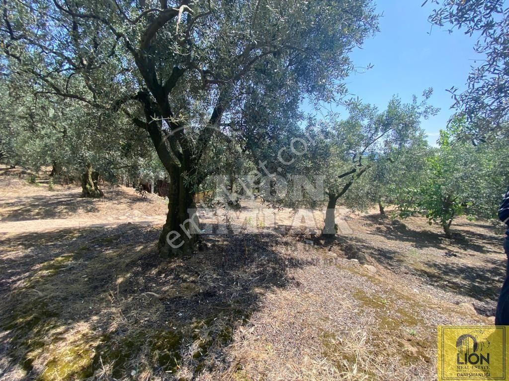 🟨⬛lıon Emlak'tan Erdek Belkıs Mahallesinde 875m² Satılık Zeytinlik⬛🟨 - Görsel 11
