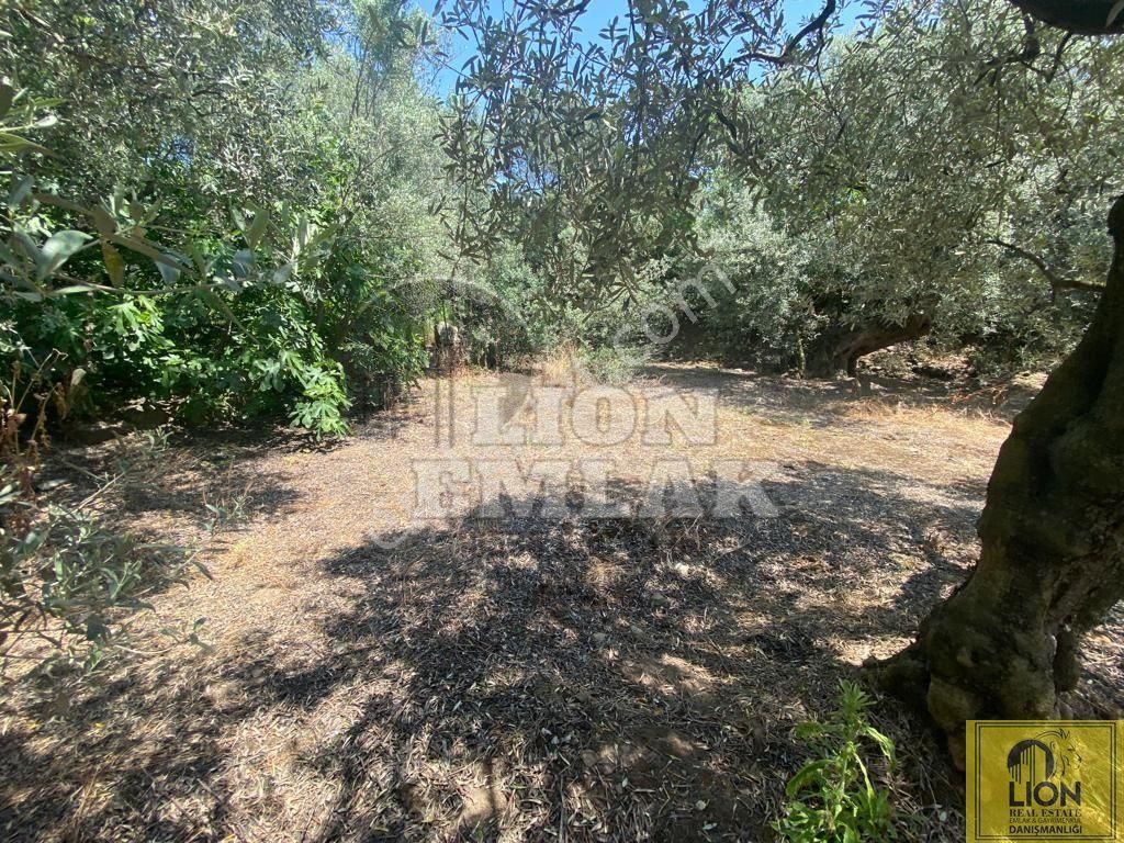 🟨⬛lıon Emlak'tan Erdek Belkıs Mahallesinde 875m² Satılık Zeytinlik⬛🟨 - Görsel 12