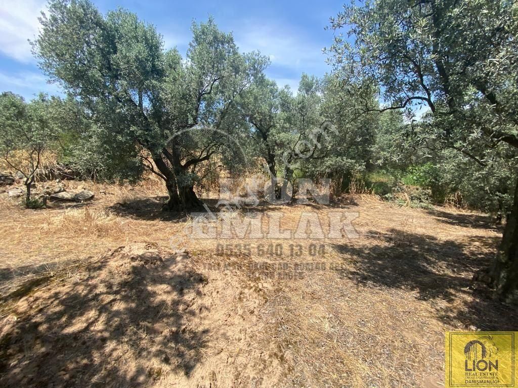 🟨⬛lıon Emlak'tan Erdek Belkıs Mahallesinde 875m² Satılık Zeytinlik⬛🟨 - Görsel 9