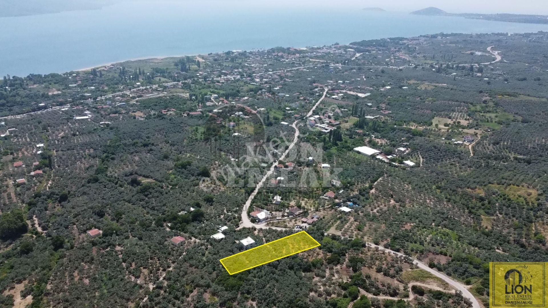 🟨⬛lıon Emlak'tan Erdek Belkıs Mahallesinde 875m² Satılık Zeytinlik⬛🟨 - Görsel 2