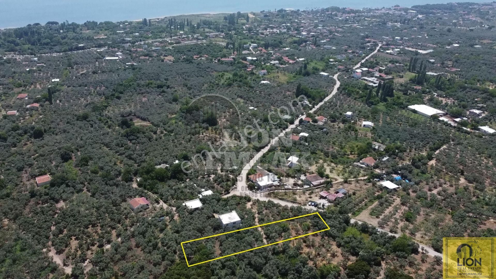 🟨⬛lıon Emlak'tan Erdek Belkıs Mahallesinde 875m² Satılık Zeytinlik⬛🟨 - Görsel 5