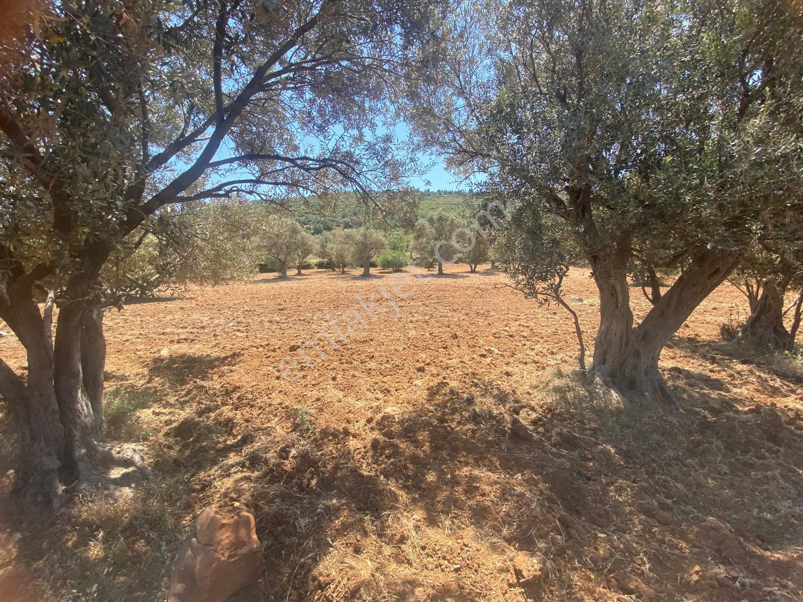 İzmir Bornovada Satılık Arsa - Görsel 6