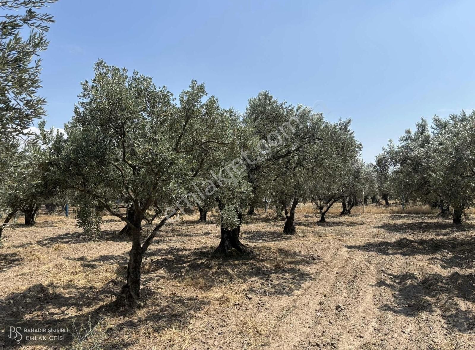 B.ş'den Efendi Mahallesinde Satılık 3128 M2 Zeytinli Tarla - Görsel 22