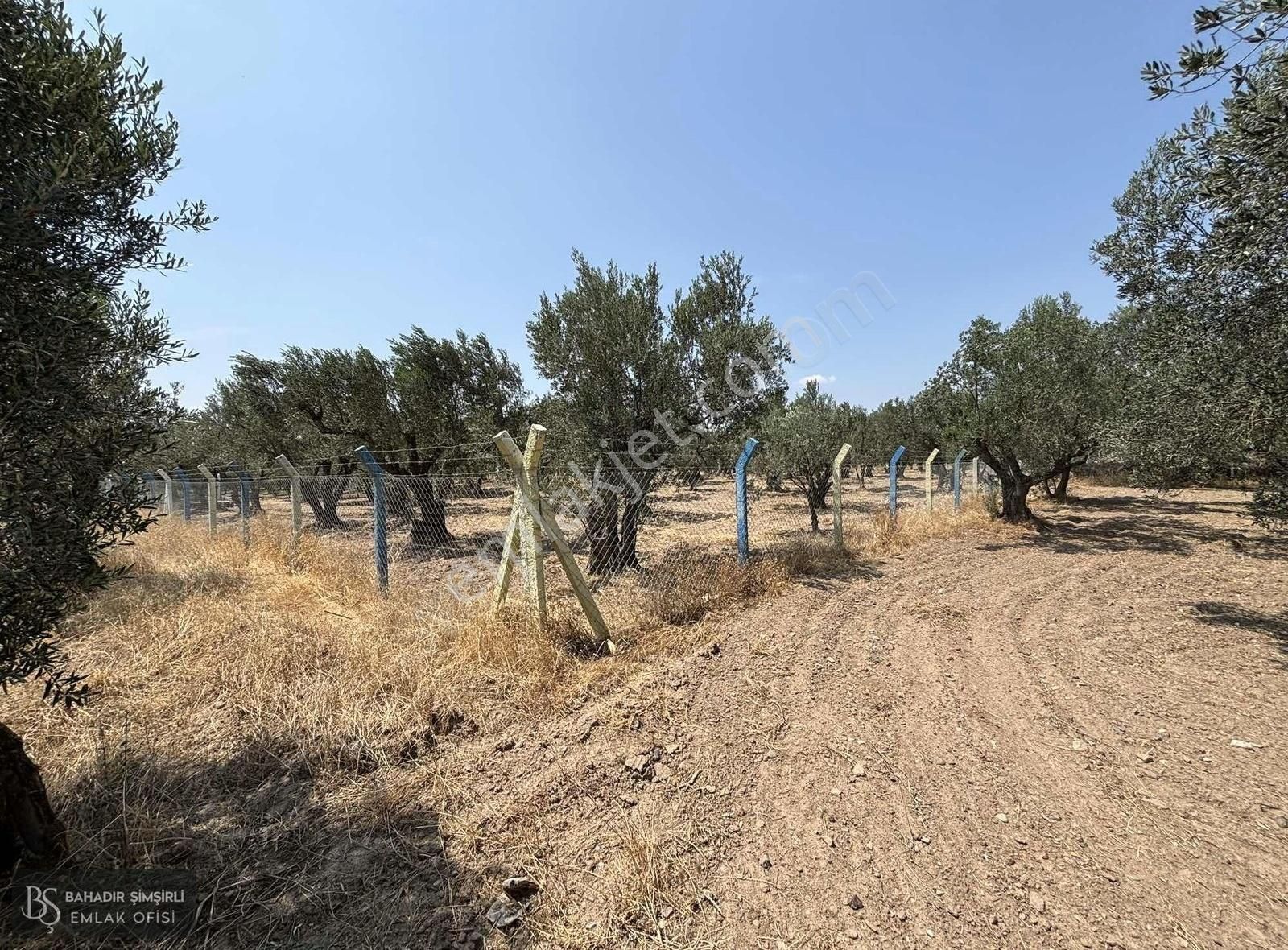 B.ş'den Efendi Mahallesinde Satılık 3128 M2 Zeytinli Tarla - Görsel 25