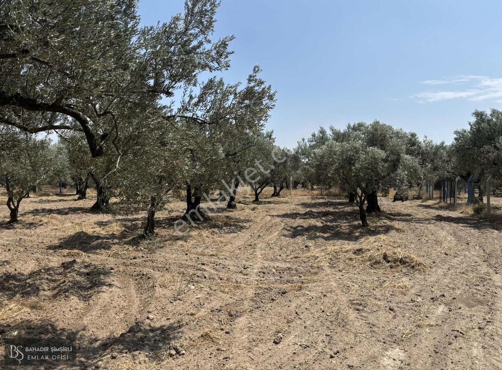 B.ş'den Efendi Mahallesinde Satılık 3128 M2 Zeytinli Tarla - Görsel 11