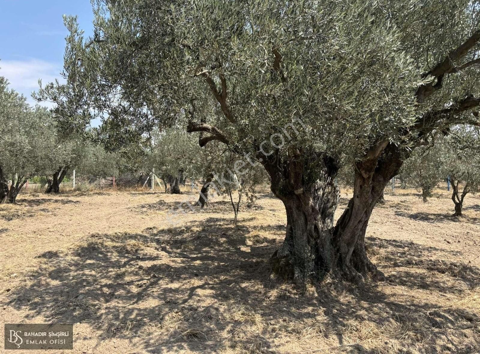 B.ş'den Efendi Mahallesinde Satılık 3128 M2 Zeytinli Tarla - Görsel 14