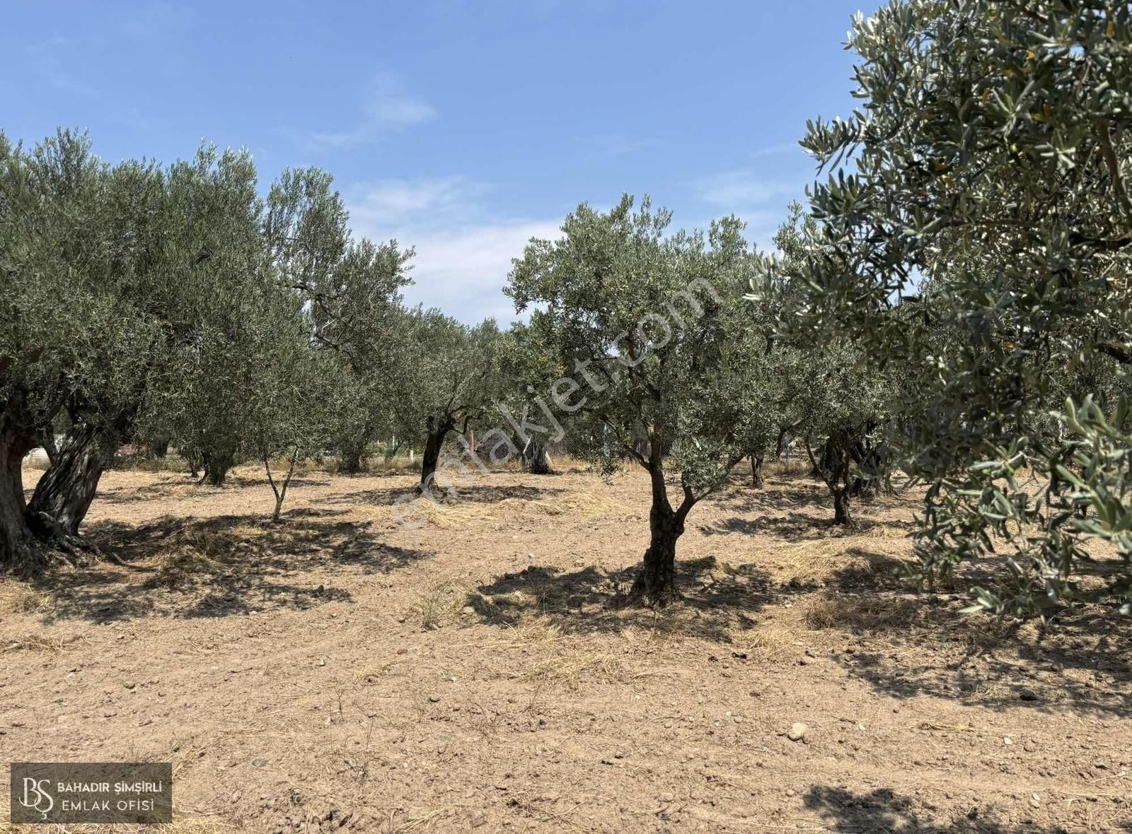 B.ş'den Efendi Mahallesinde Satılık 3128 M2 Zeytinli Tarla - Görsel 10