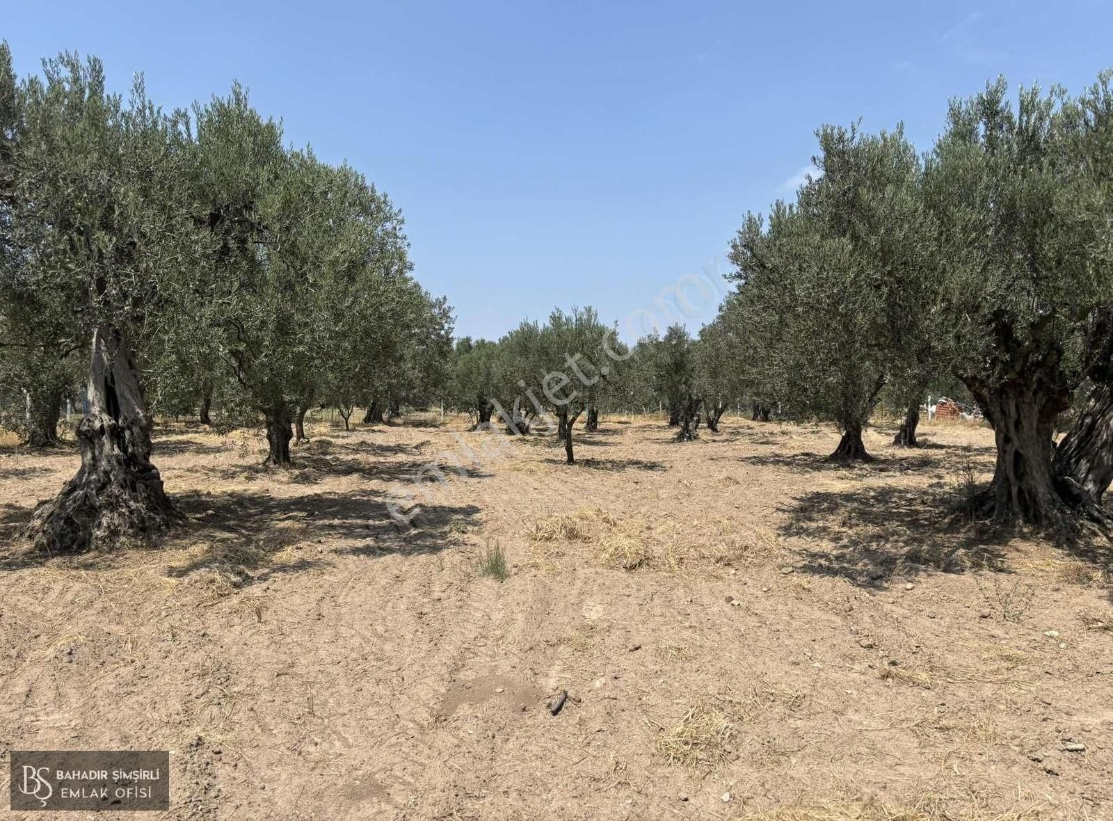 B.ş'den Efendi Mahallesinde Satılık 3128 M2 Zeytinli Tarla - Görsel 17