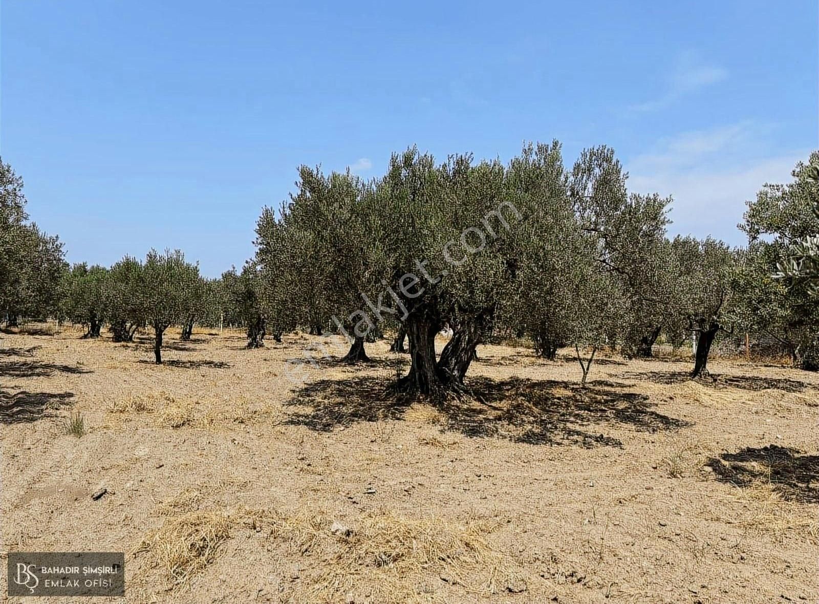 B.ş'den Efendi Mahallesinde Satılık 3128 M2 Zeytinli Tarla - Görsel 23