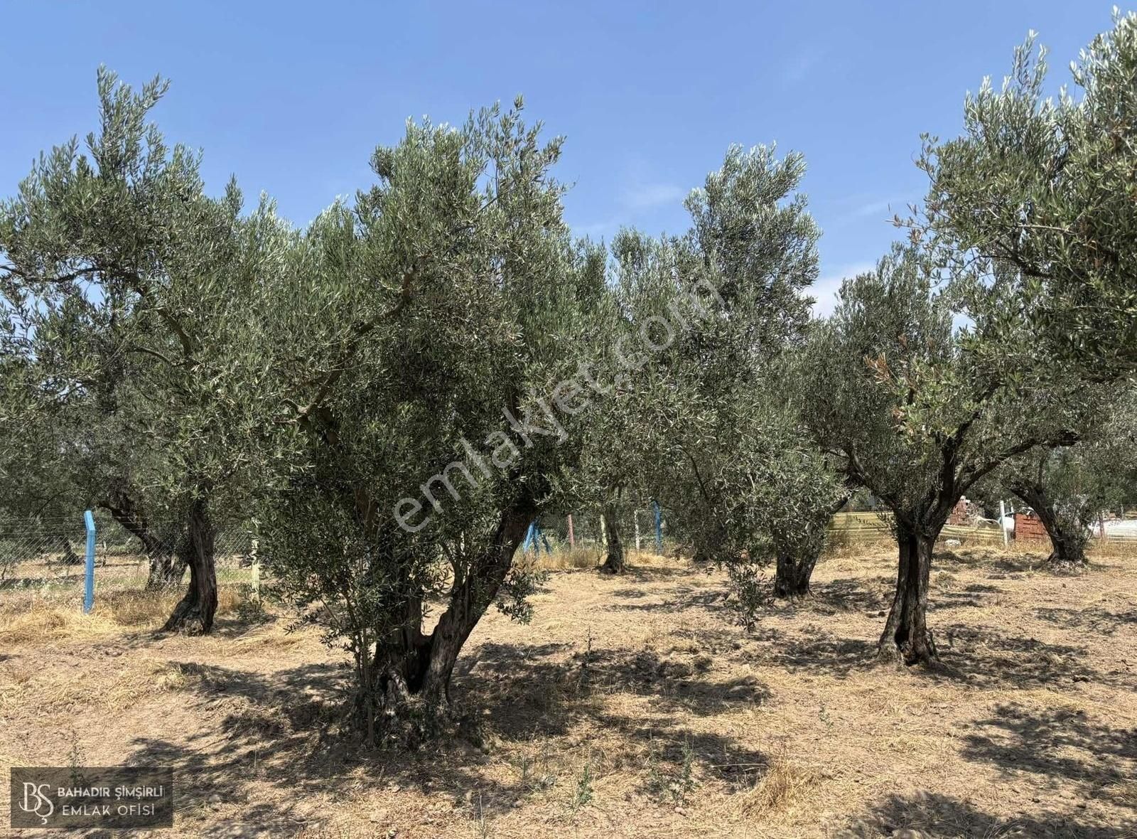 B.ş'den Efendi Mahallesinde Satılık 3128 M2 Zeytinli Tarla - Görsel 3