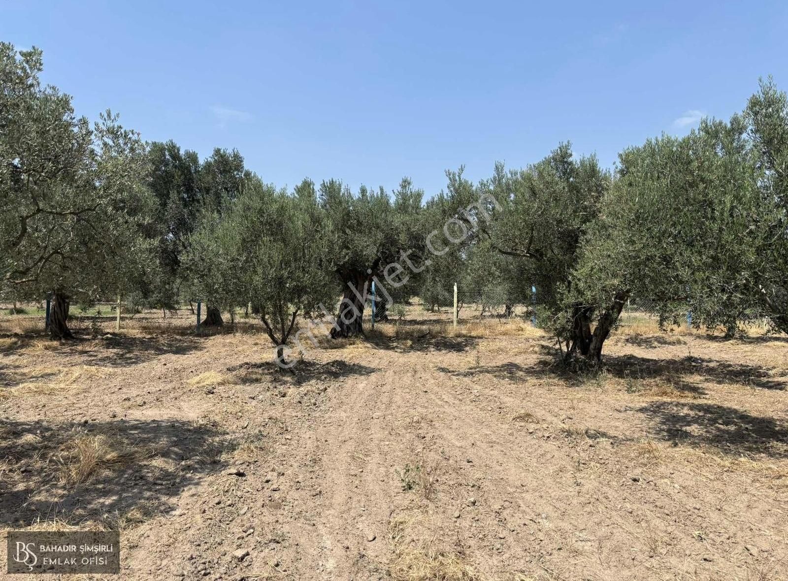 B.ş'den Efendi Mahallesinde Satılık 3128 M2 Zeytinli Tarla - Görsel 24