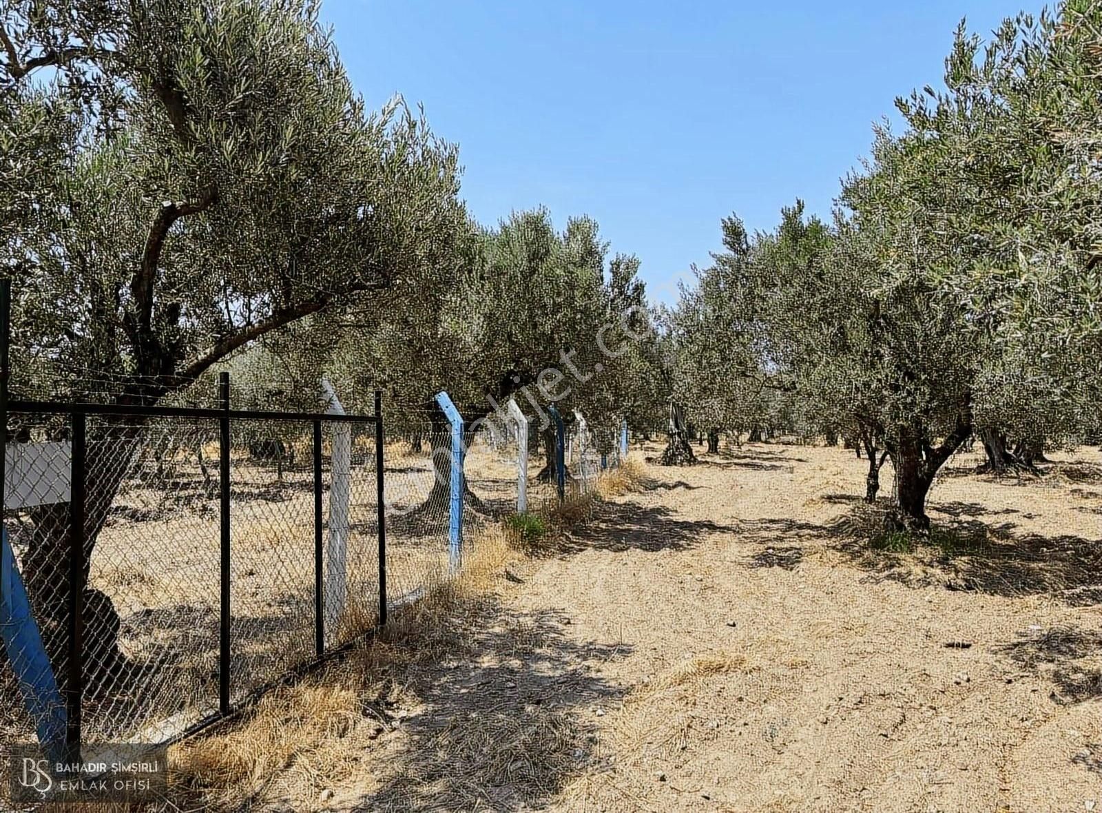 B.ş'den Efendi Mahallesinde Satılık 3128 M2 Zeytinli Tarla - Görsel 8