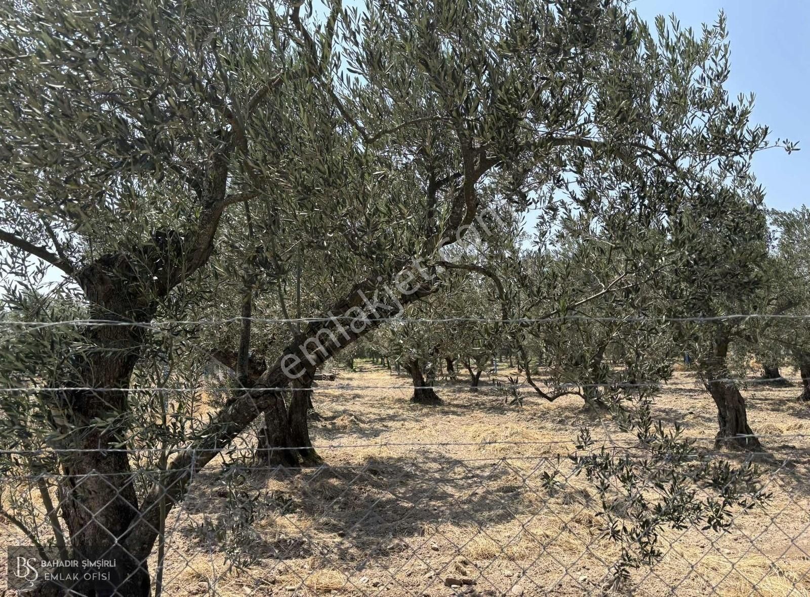 B.ş'den Efendi Mahallesinde Satılık 3128 M2 Zeytinli Tarla - Görsel 19