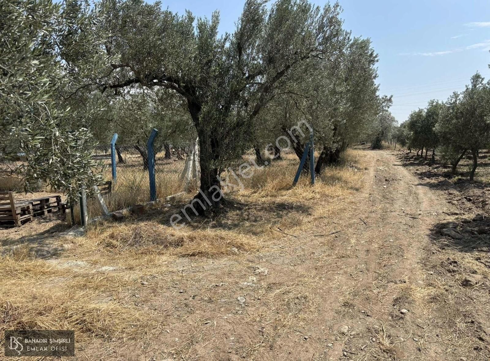 B.ş'den Efendi Mahallesinde Satılık 3128 M2 Zeytinli Tarla - Görsel 21