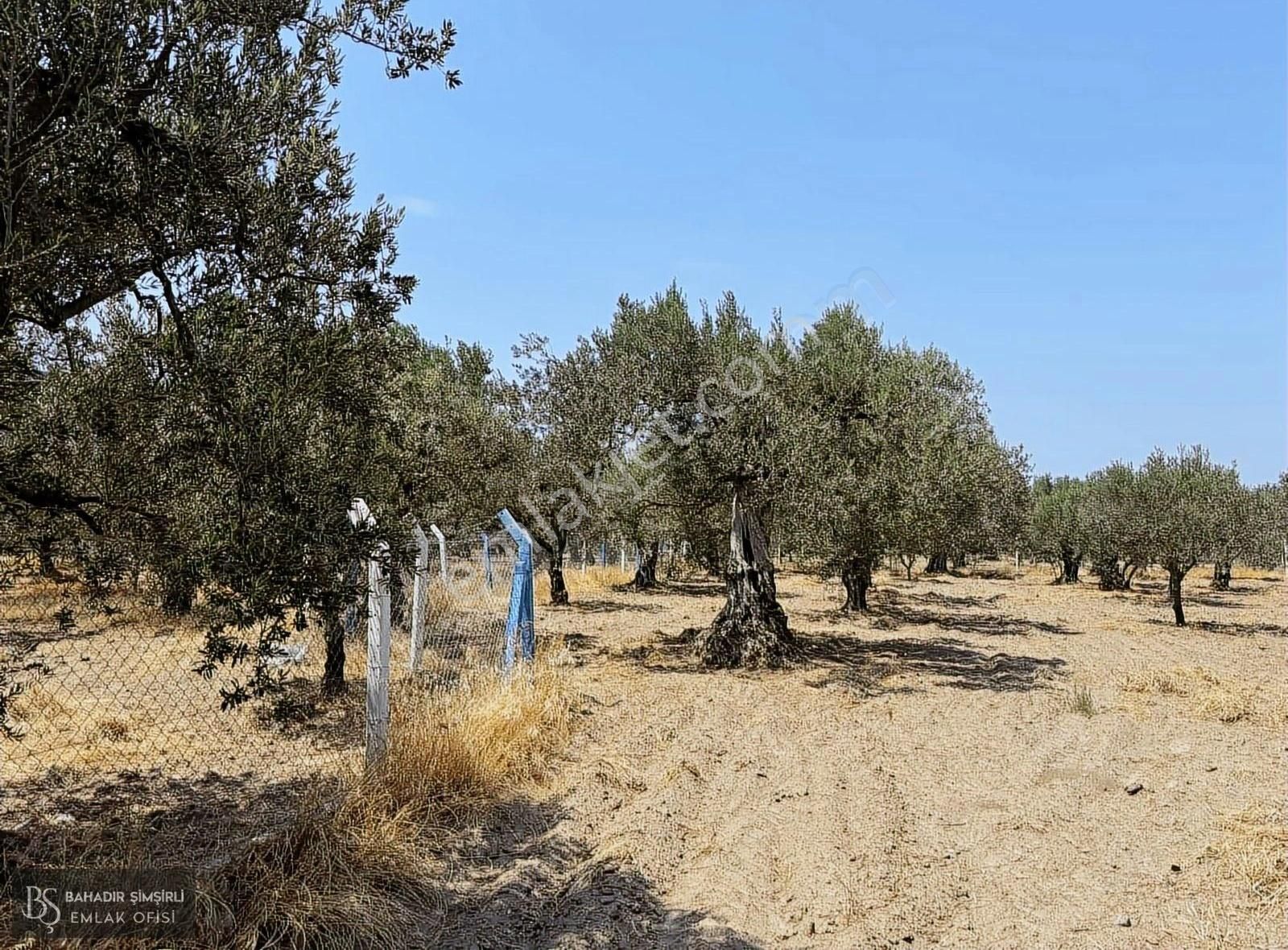 B.ş'den Efendi Mahallesinde Satılık 3128 M2 Zeytinli Tarla - Görsel 16