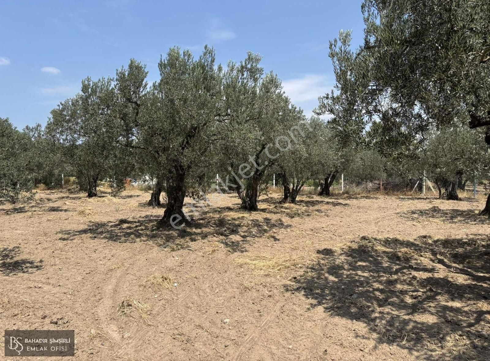 B.ş'den Efendi Mahallesinde Satılık 3128 M2 Zeytinli Tarla - Görsel 7