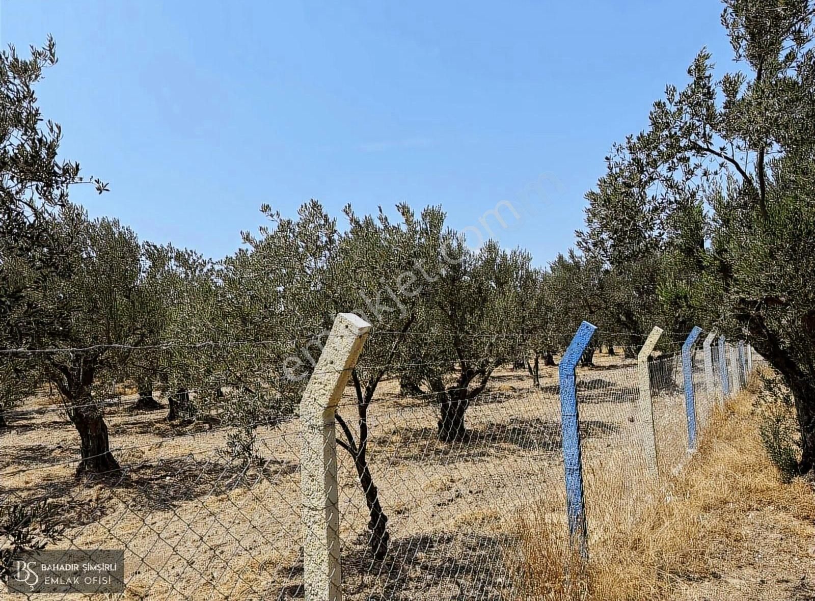 B.ş'den Efendi Mahallesinde Satılık 3128 M2 Zeytinli Tarla - Görsel 13