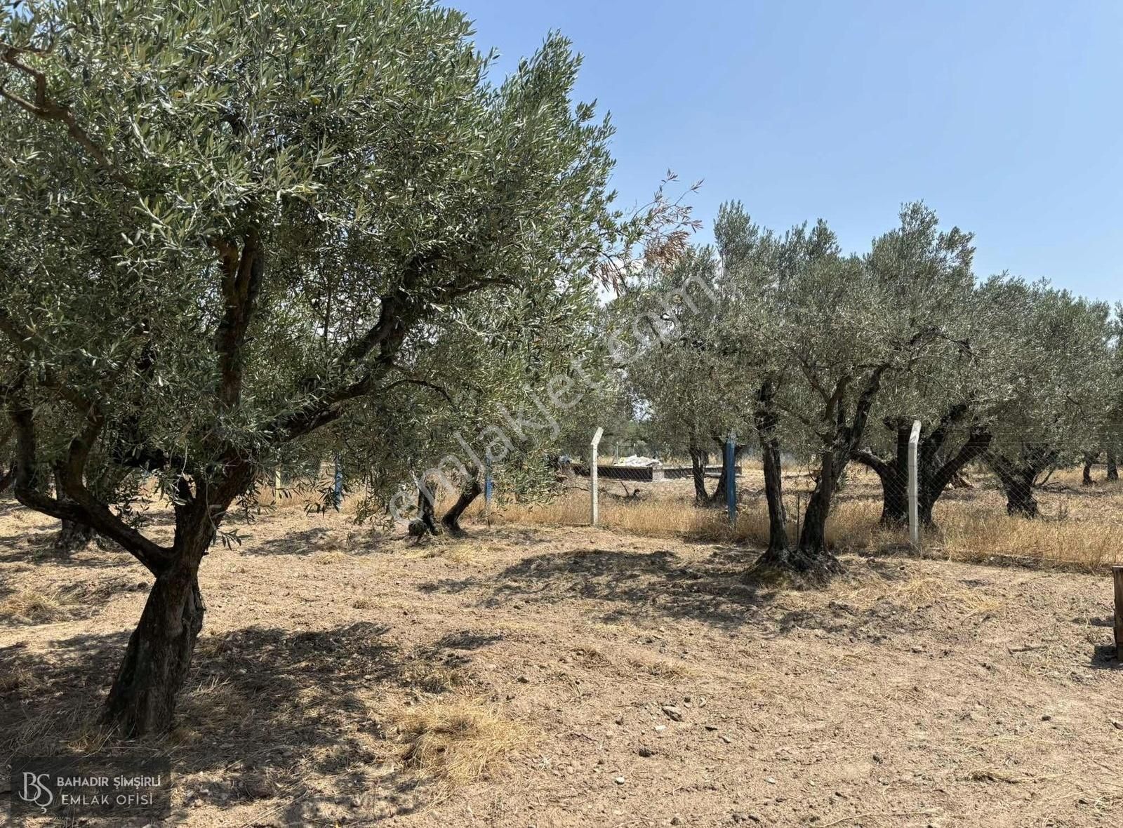 B.ş'den Efendi Mahallesinde Satılık 3128 M2 Zeytinli Tarla - Görsel 5