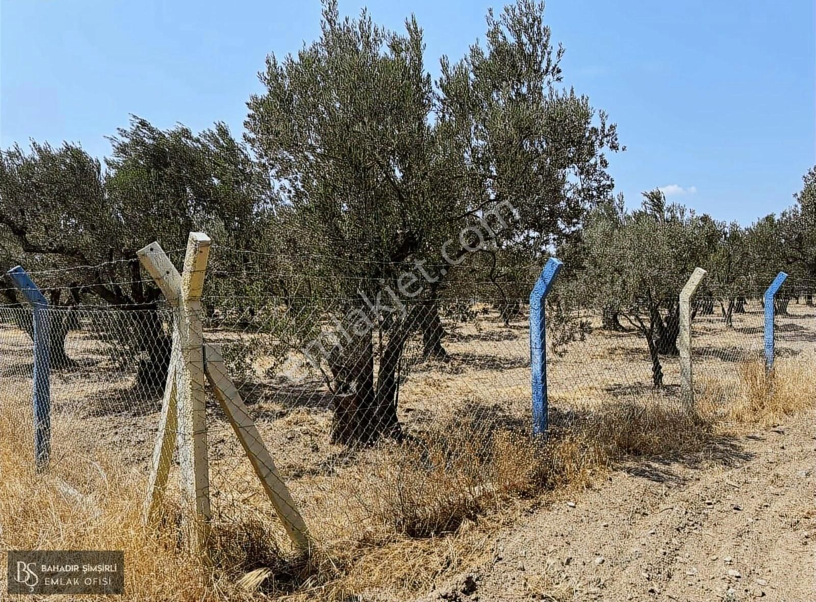 B.ş'den Efendi Mahallesinde Satılık 3128 M2 Zeytinli Tarla - Görsel 12