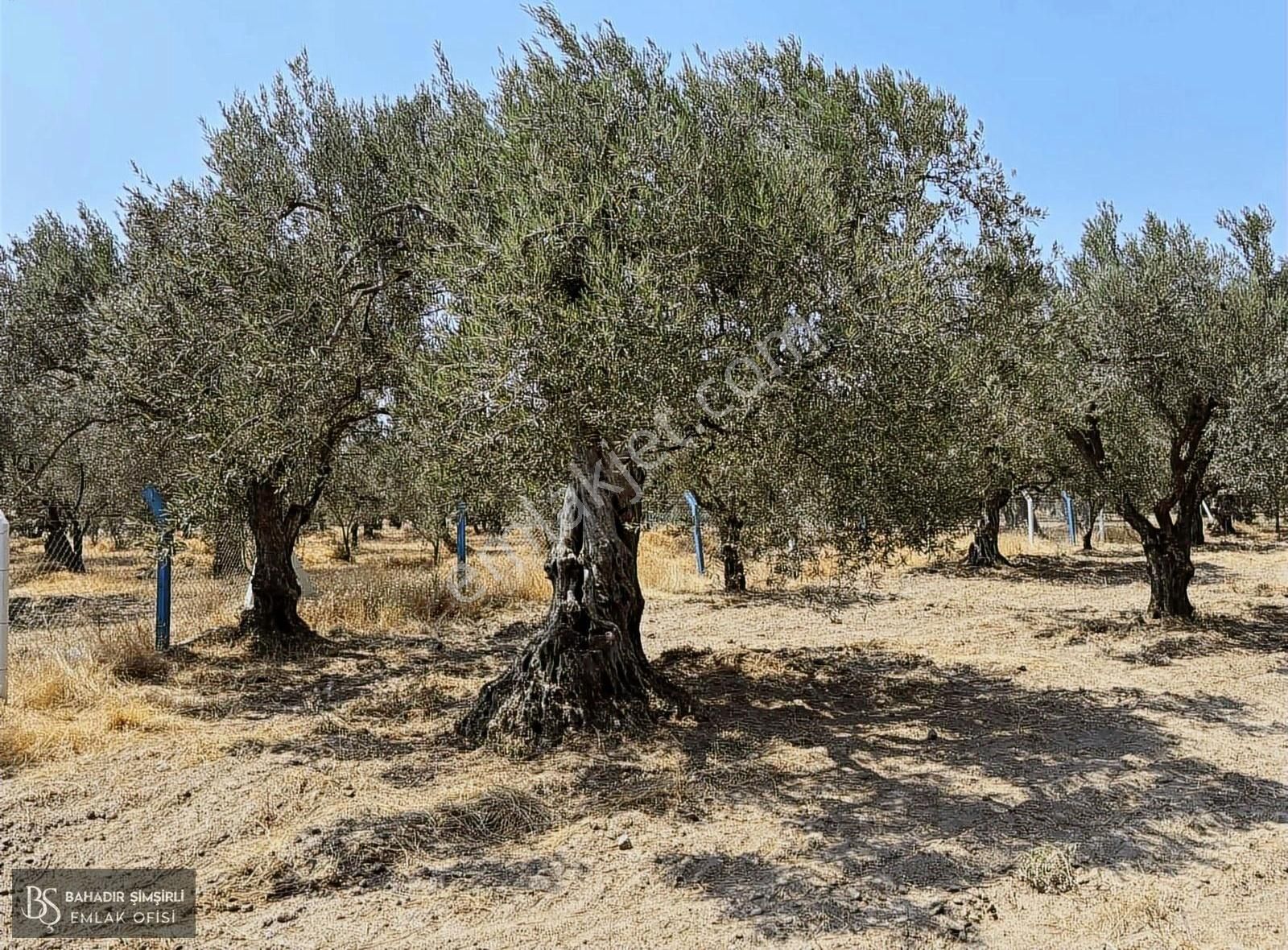 B.ş'den Efendi Mahallesinde Satılık 3128 M2 Zeytinli Tarla