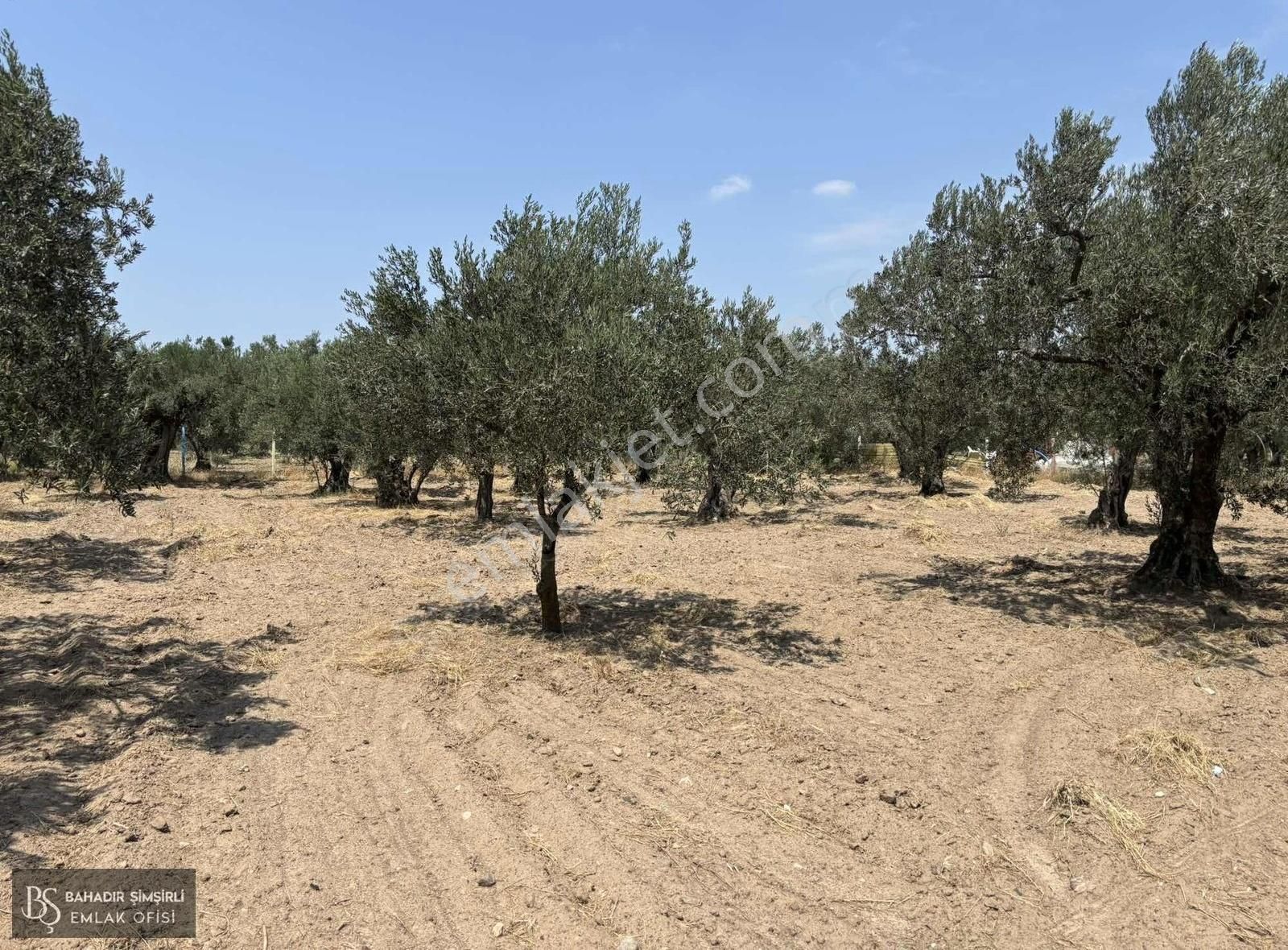 B.ş'den Efendi Mahallesinde Satılık 3128 M2 Zeytinli Tarla - Görsel 28