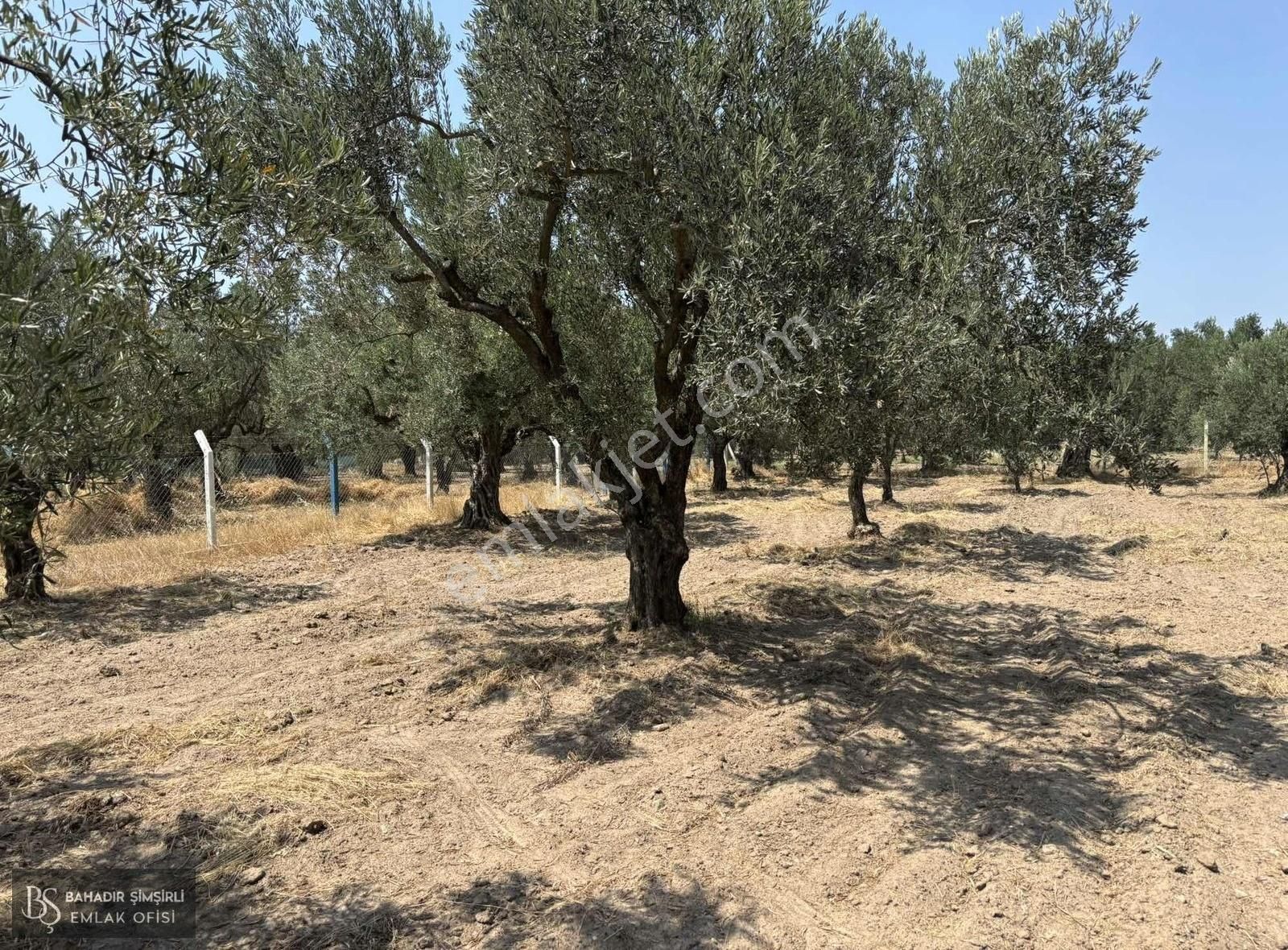 B.ş'den Efendi Mahallesinde Satılık 3128 M2 Zeytinli Tarla - Görsel 6