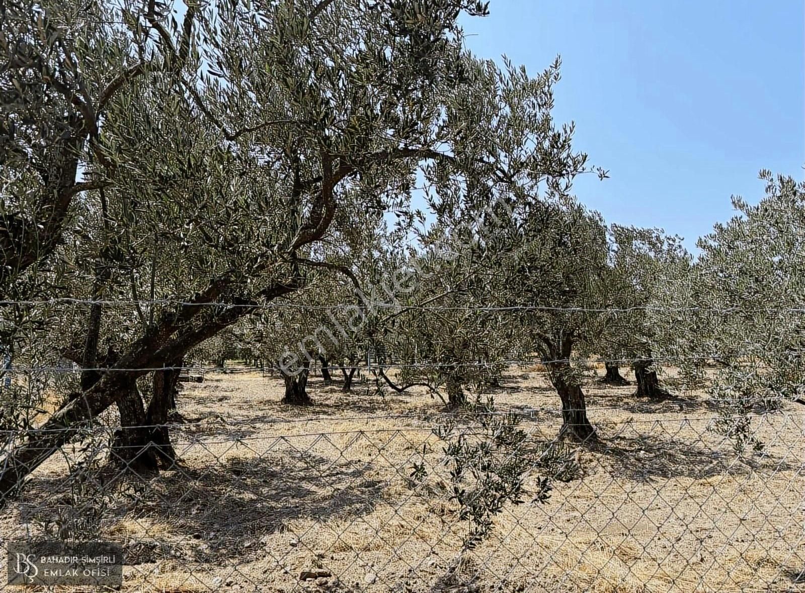 B.ş'den Efendi Mahallesinde Satılık 3128 M2 Zeytinli Tarla - Görsel 2