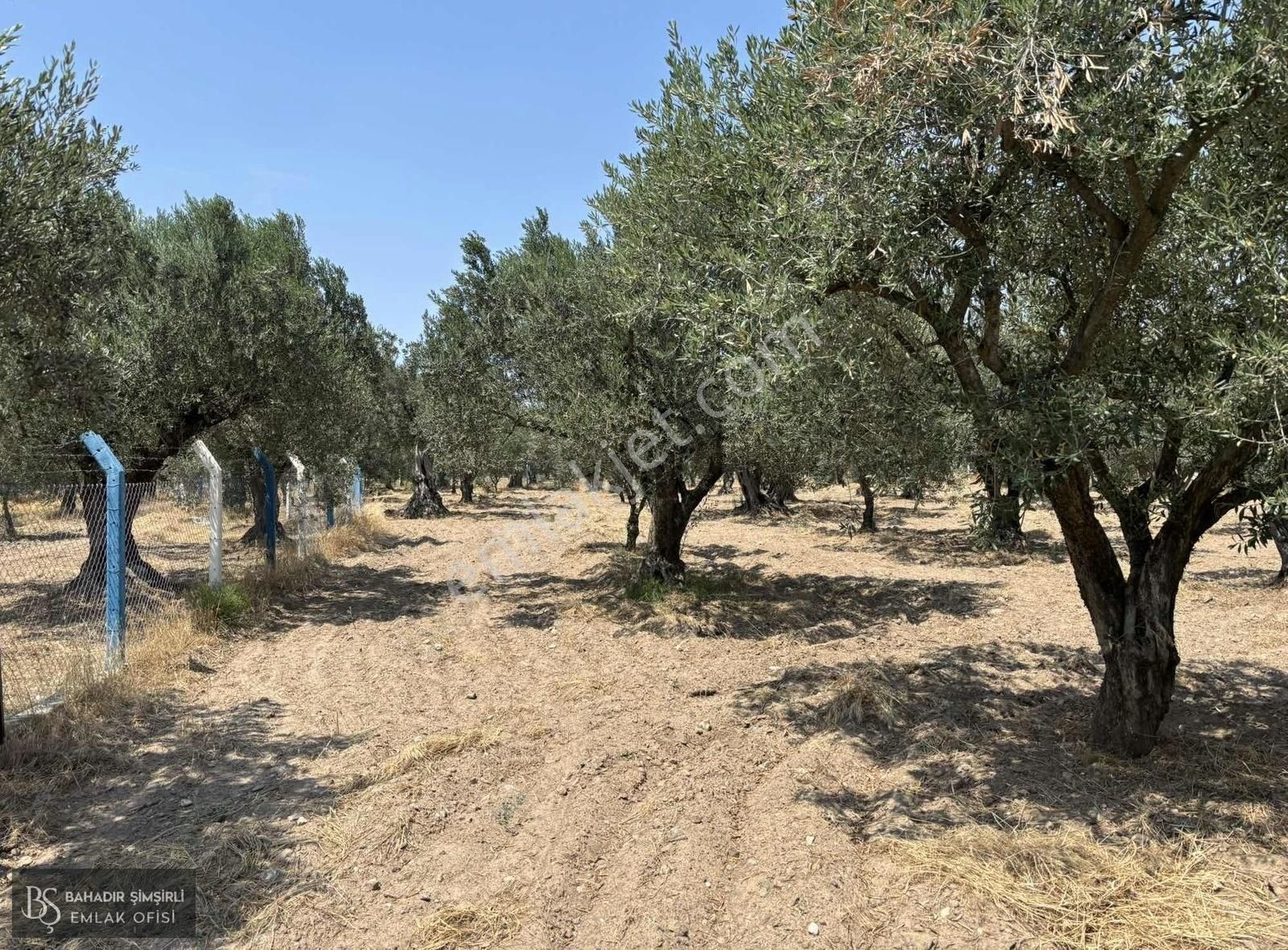 B.ş'den Efendi Mahallesinde Satılık 3128 M2 Zeytinli Tarla - Görsel 20