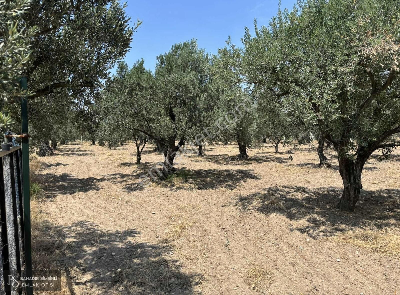 B.ş'den Efendi Mahallesinde Satılık 3128 M2 Zeytinli Tarla - Görsel 15