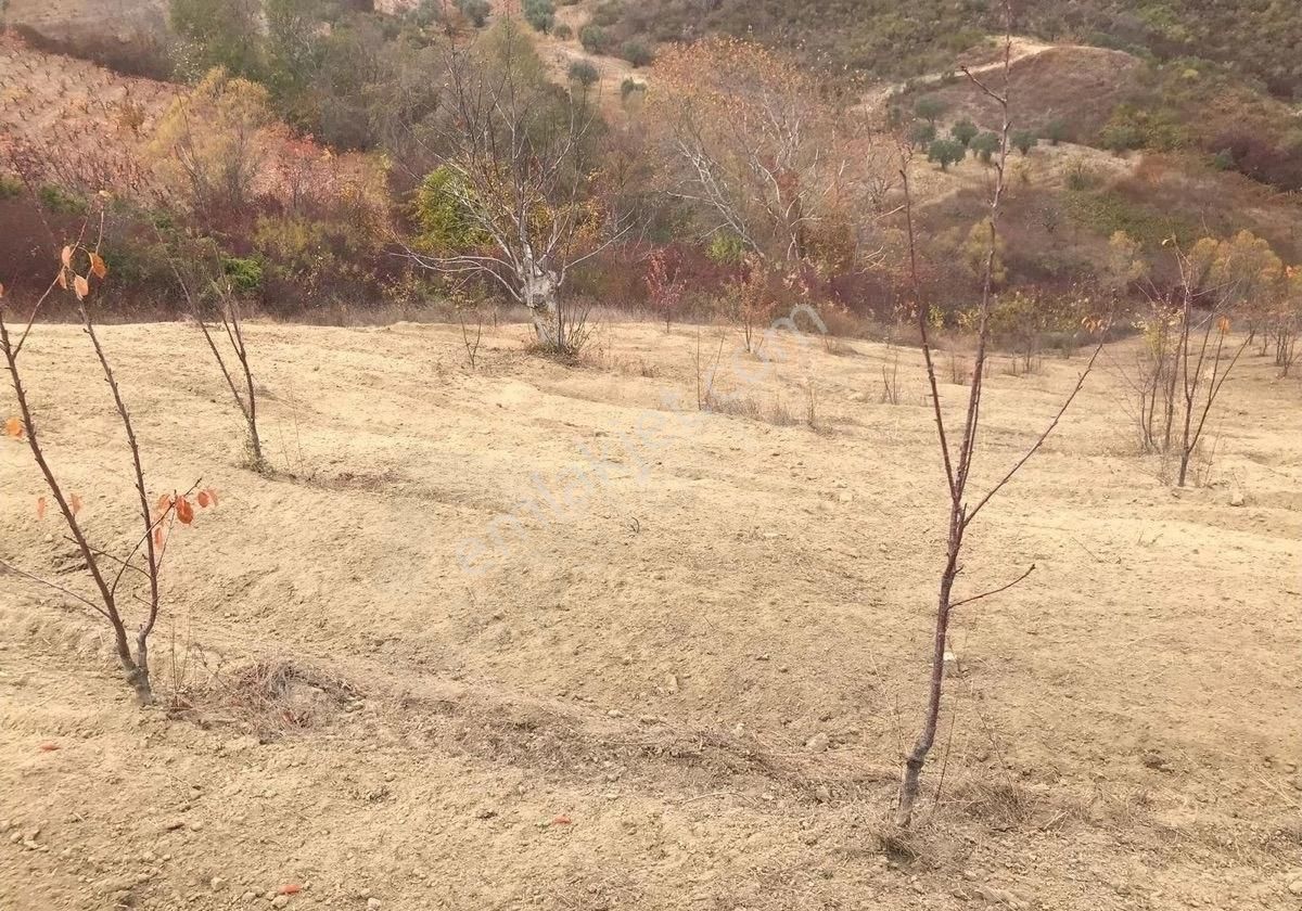 !!bilge Emlak’tan!!şarköy Çınarlı Mahallesi’nde 3.031 M² Zeytin Fidanlığı