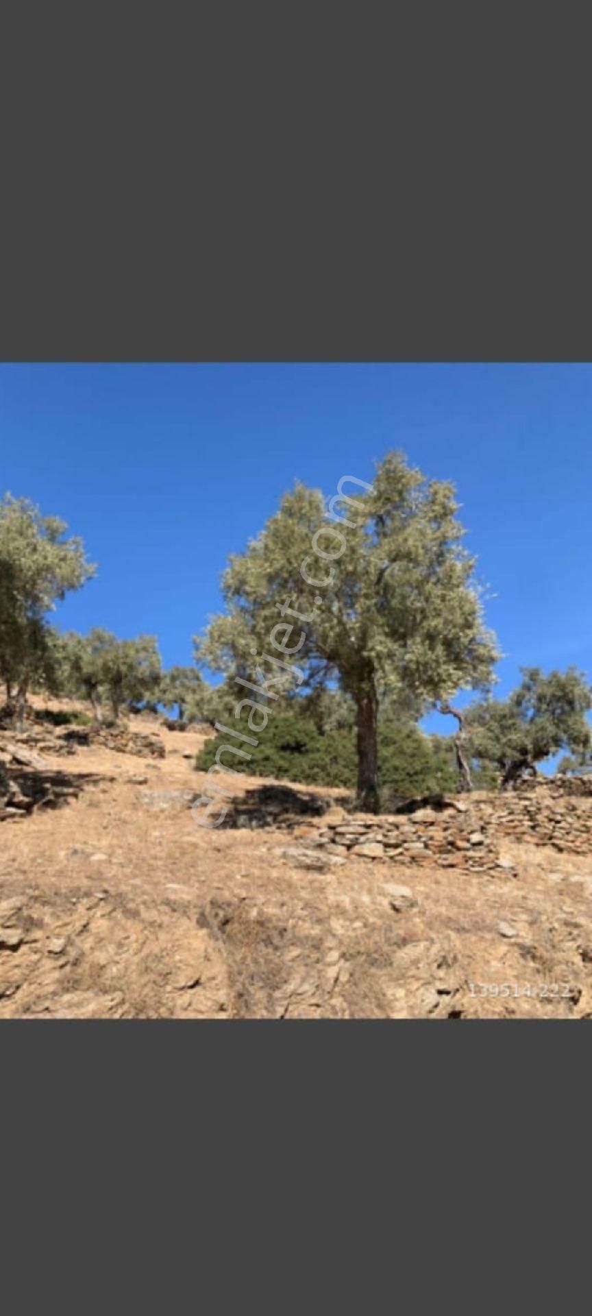 Yola Sıfır Zeytinlik