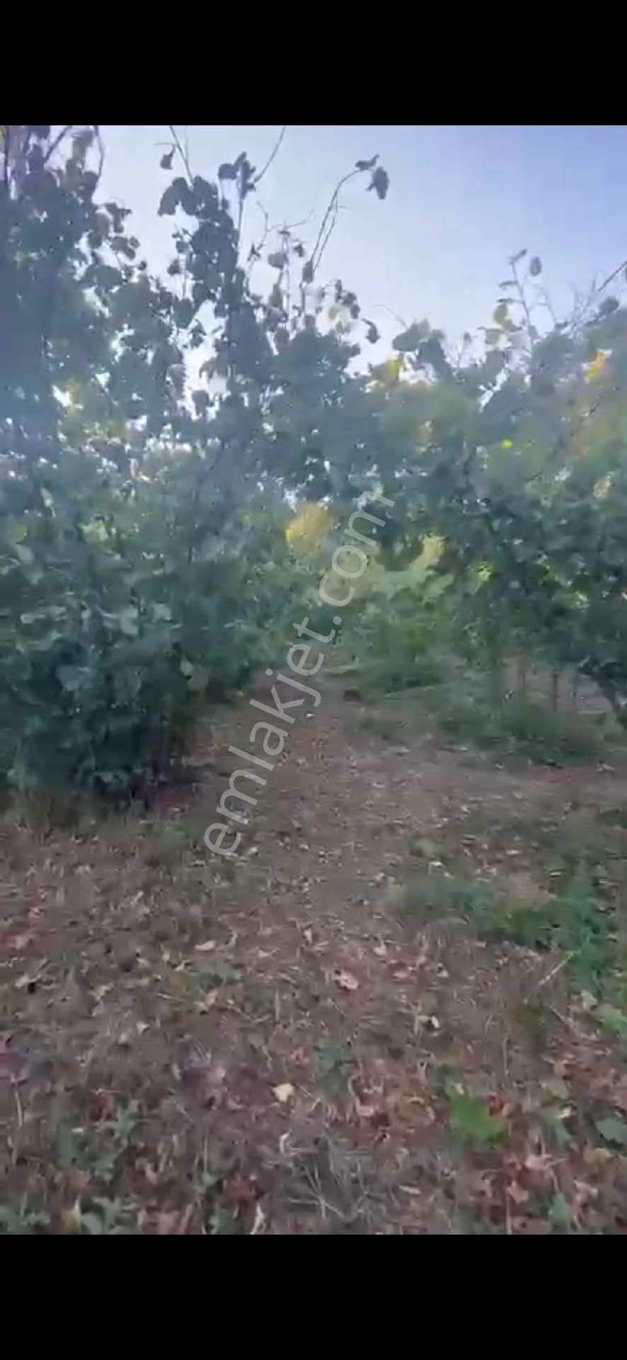 Fındık Bahçesi 3.440m2 Mustakil Parsel