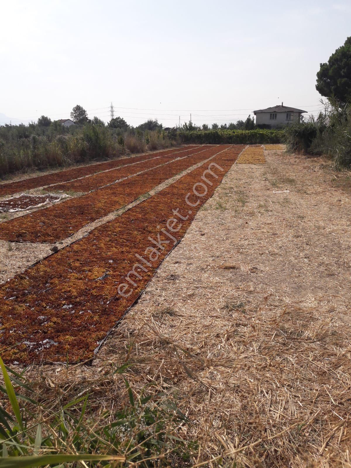 Manısa Guzelkoy Satılık Arsa Kacmaz Fırsat