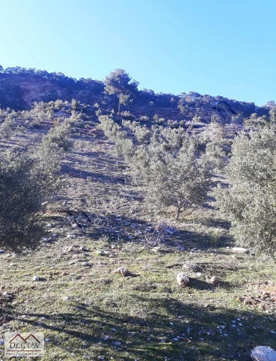 Muğla-menteşe Bozyer'de 265 Ağaçlı Verimli Zeytinlik-yatırımlık