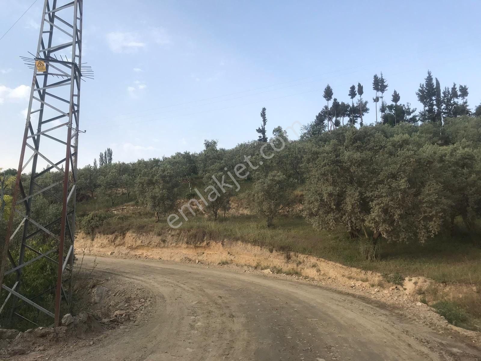 Asfalt Kenarı, Ömerli Mevkiinde Zeytinlik