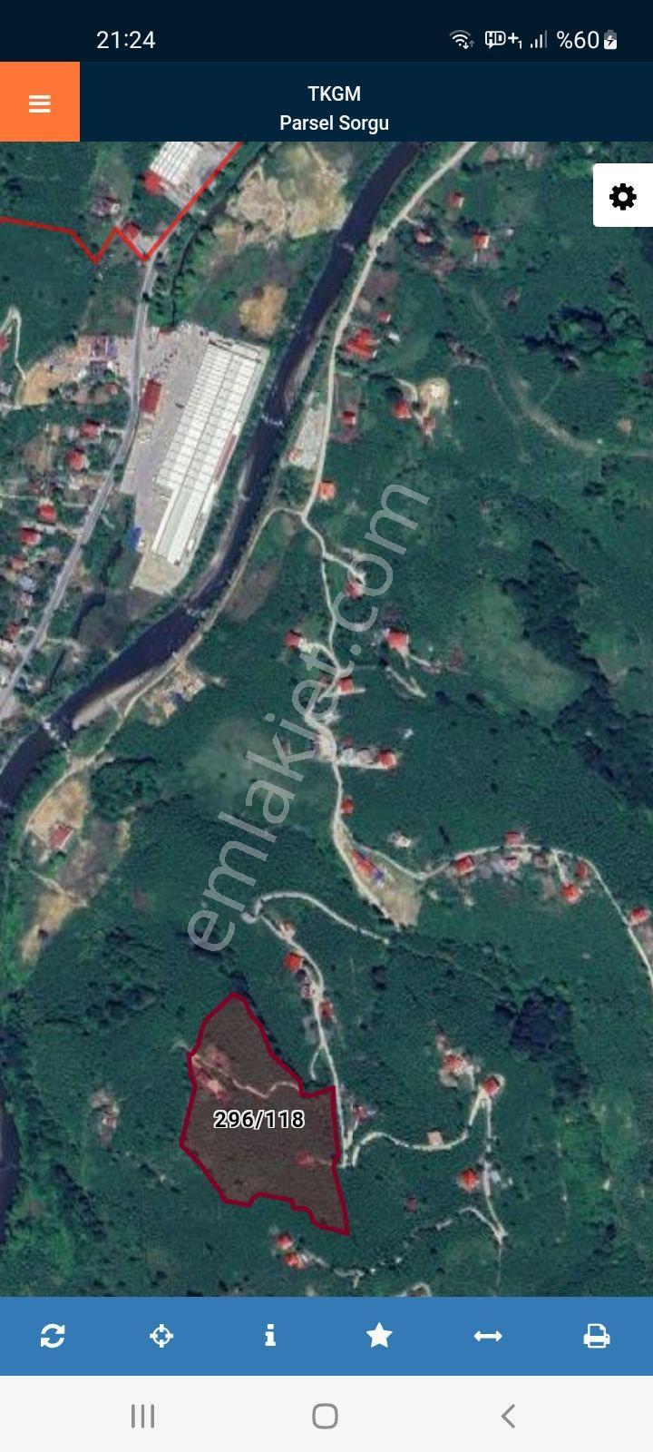 Bulancak Pazarsuyu Satılık 5 Dönüm Fındık Bahçesi - Görsel 3
