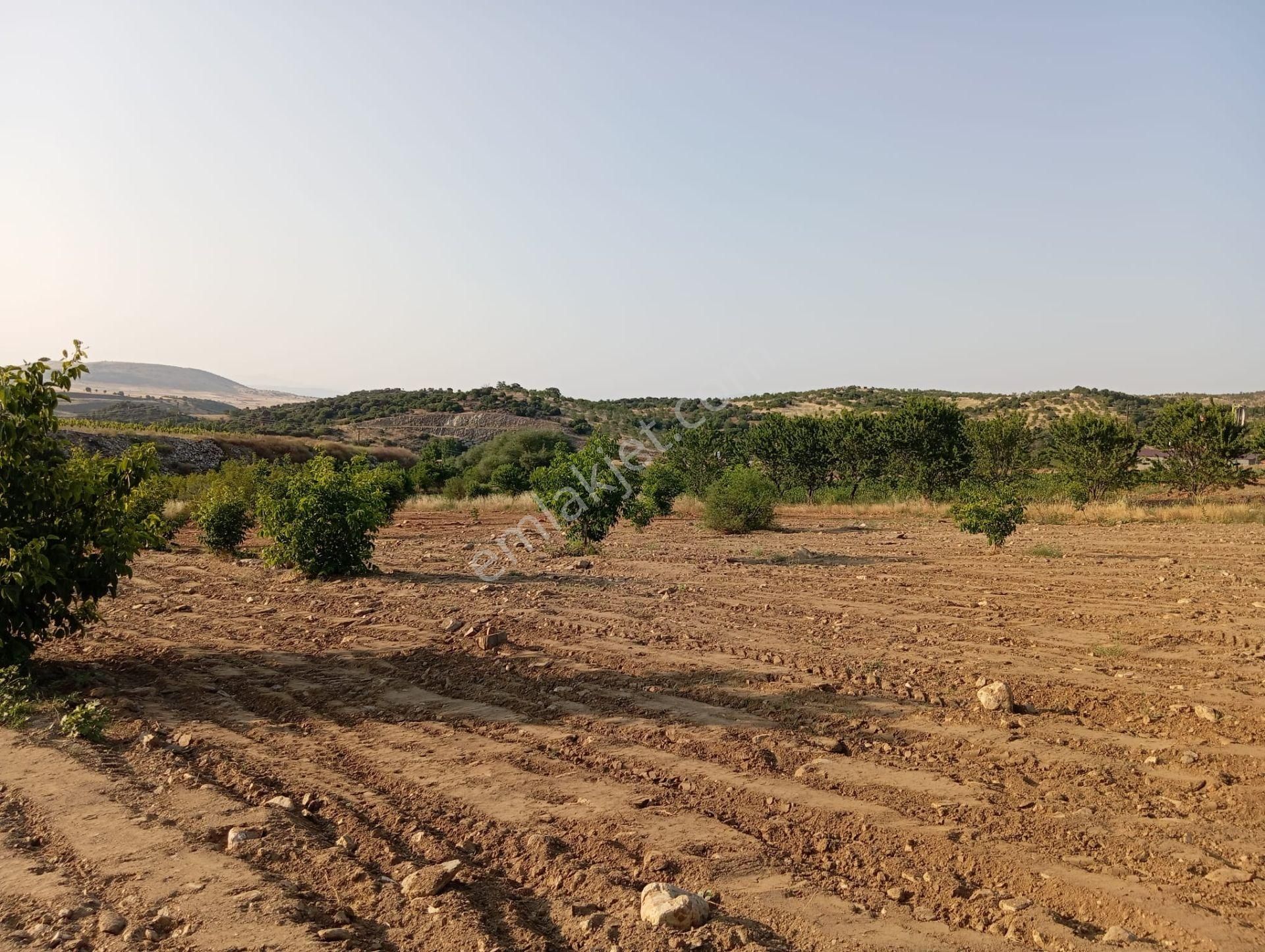 Ceviz Ve Badem Ağaçlı Satılık Toplam 15 Dönüm Tarla