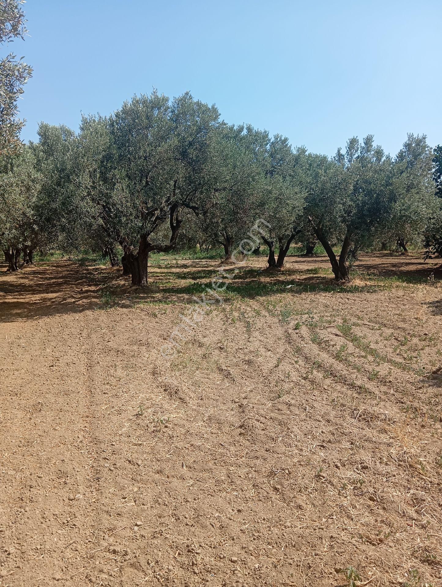 Parlar Emlaktan Satılık Zeytinlik Eriklice Mahallesi 830 Metre İçerisinde 15 Ağaç Zeytin Mevcuttur