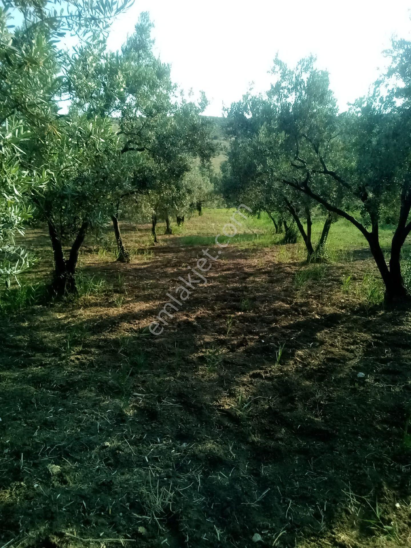 Parlar Emlaktan Satılık Zeytinlik 3.700 Metre İçerisinde 100 Ağaç Zeytin Bulunmaktadır - Görsel 6